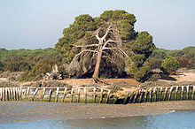 Doñana_National_Park_from_the_river