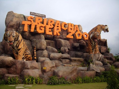 pat tiger zoo