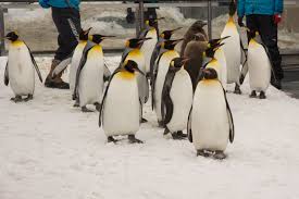 kob-penguins