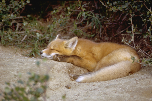 al preserve fox