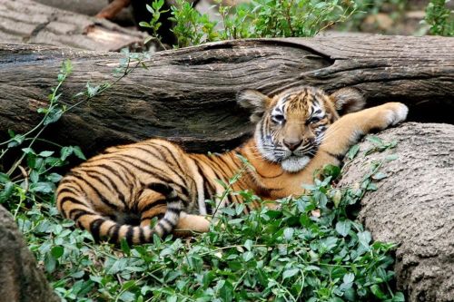 cin zoo tiger